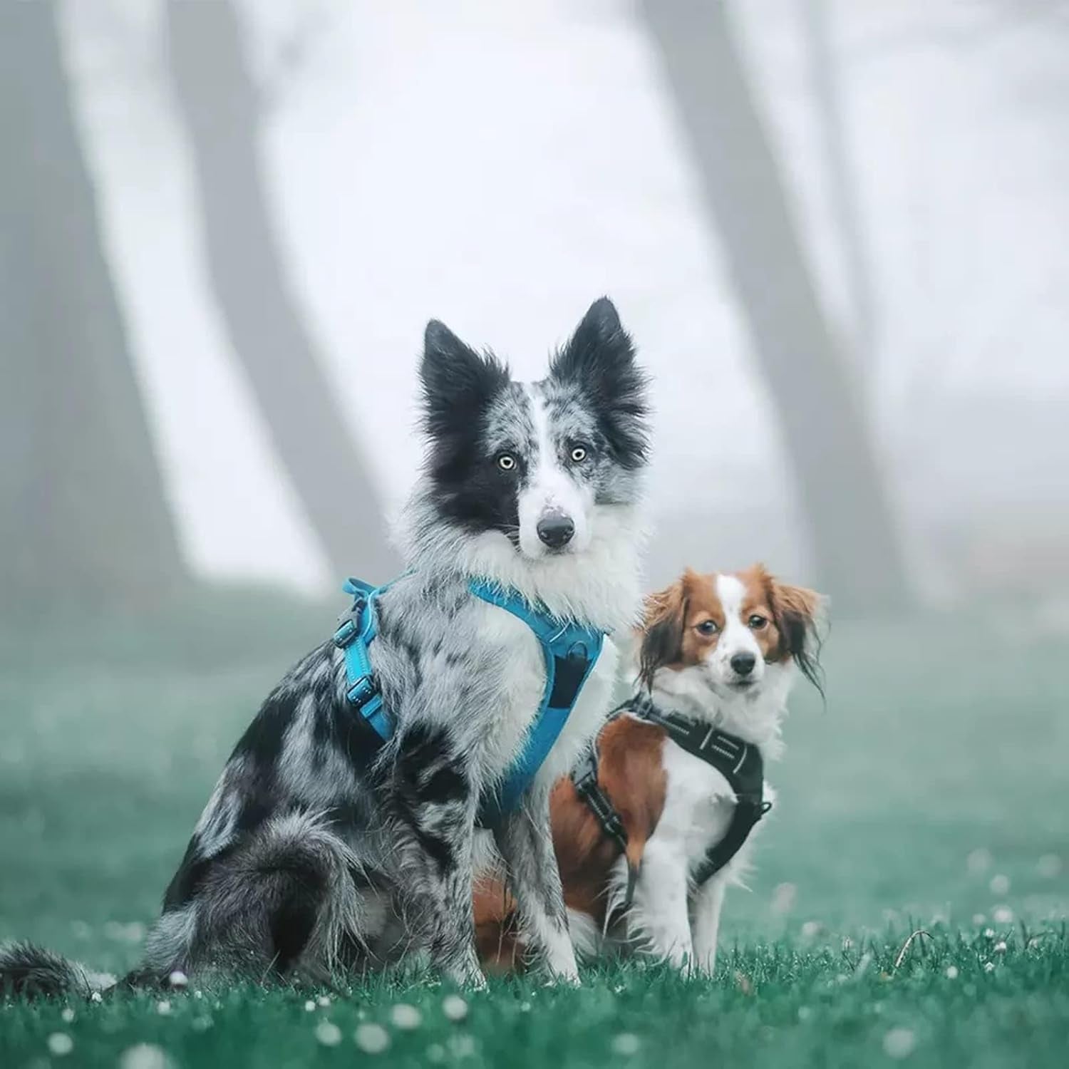 AeroControl™ | Ergonomic No-Pull Reflective Dog Harness Vest